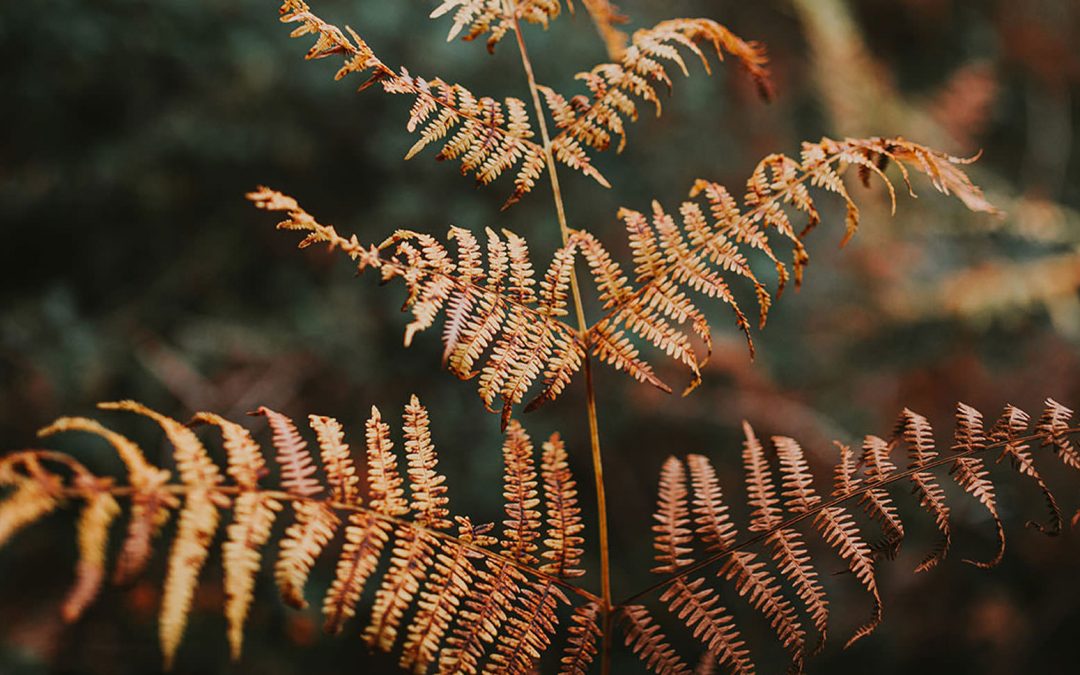 Photo journey: autumn